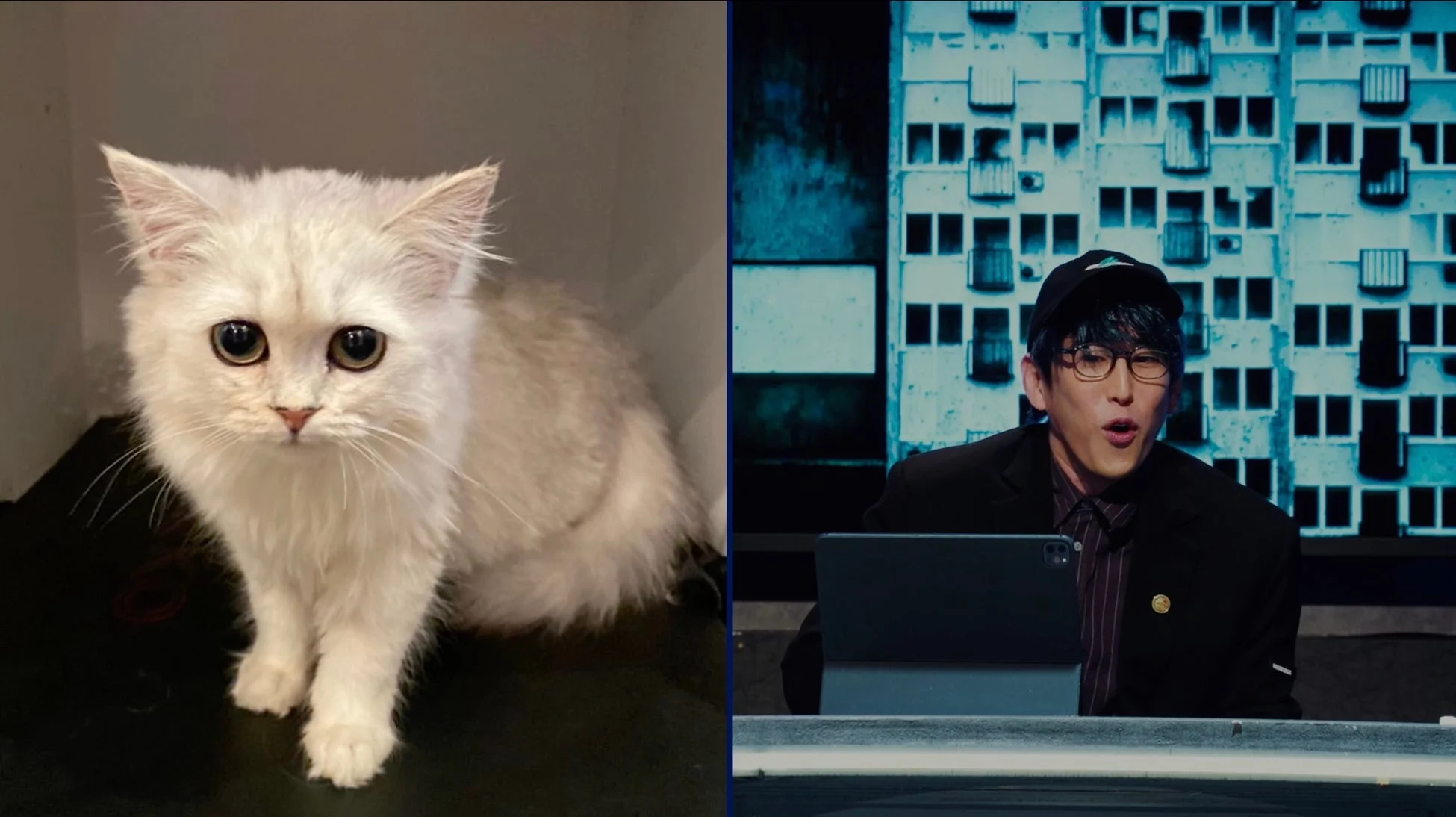 大きな瞳を持つ白い子猫と話す男性